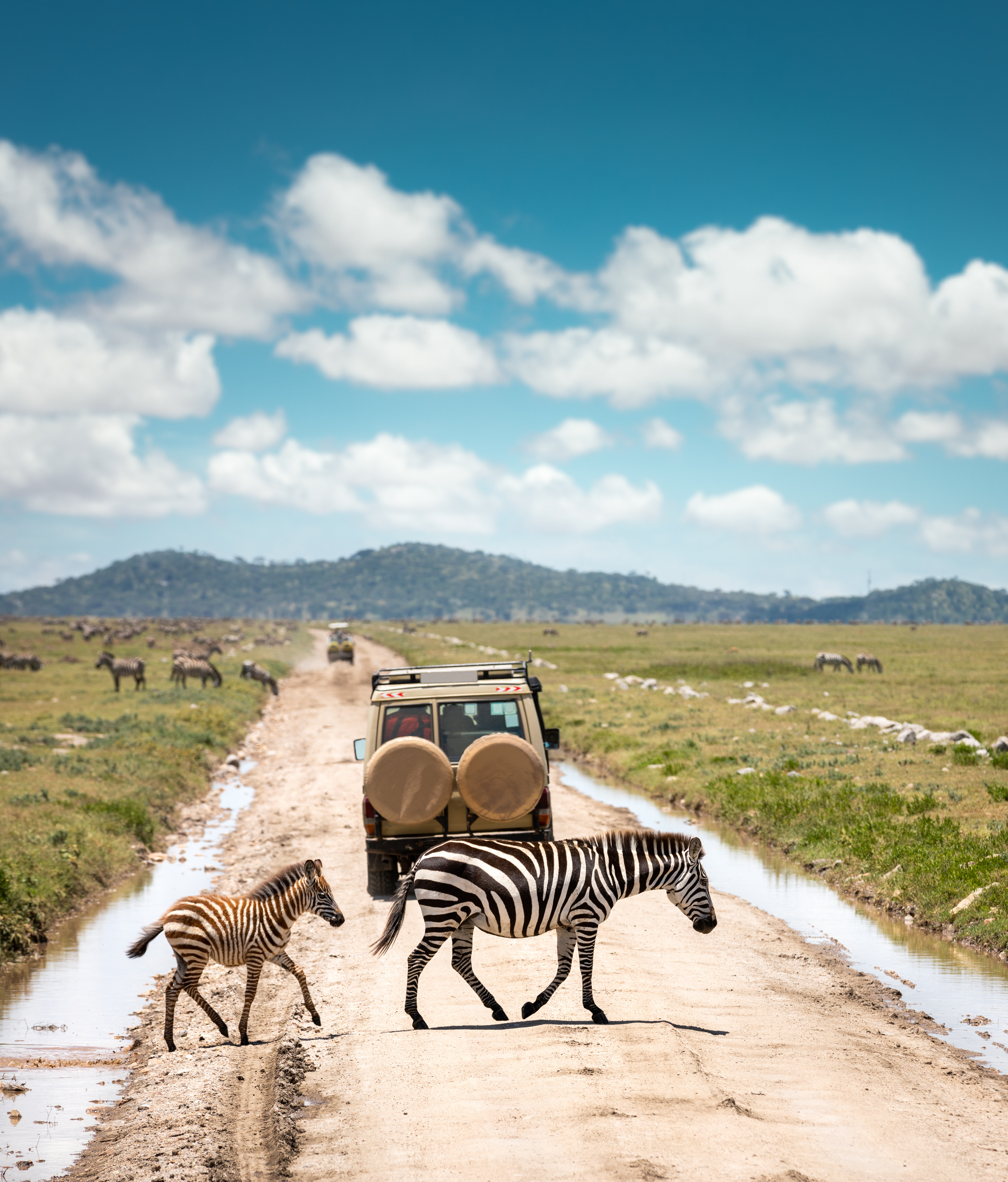 Mummy and baby zebra crossing the road in the Serengeti behind a safari vehicle