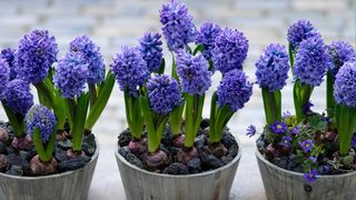 three pots of blue hyacinths