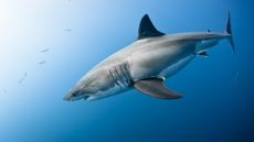 A very large great white shark swimming underwater.