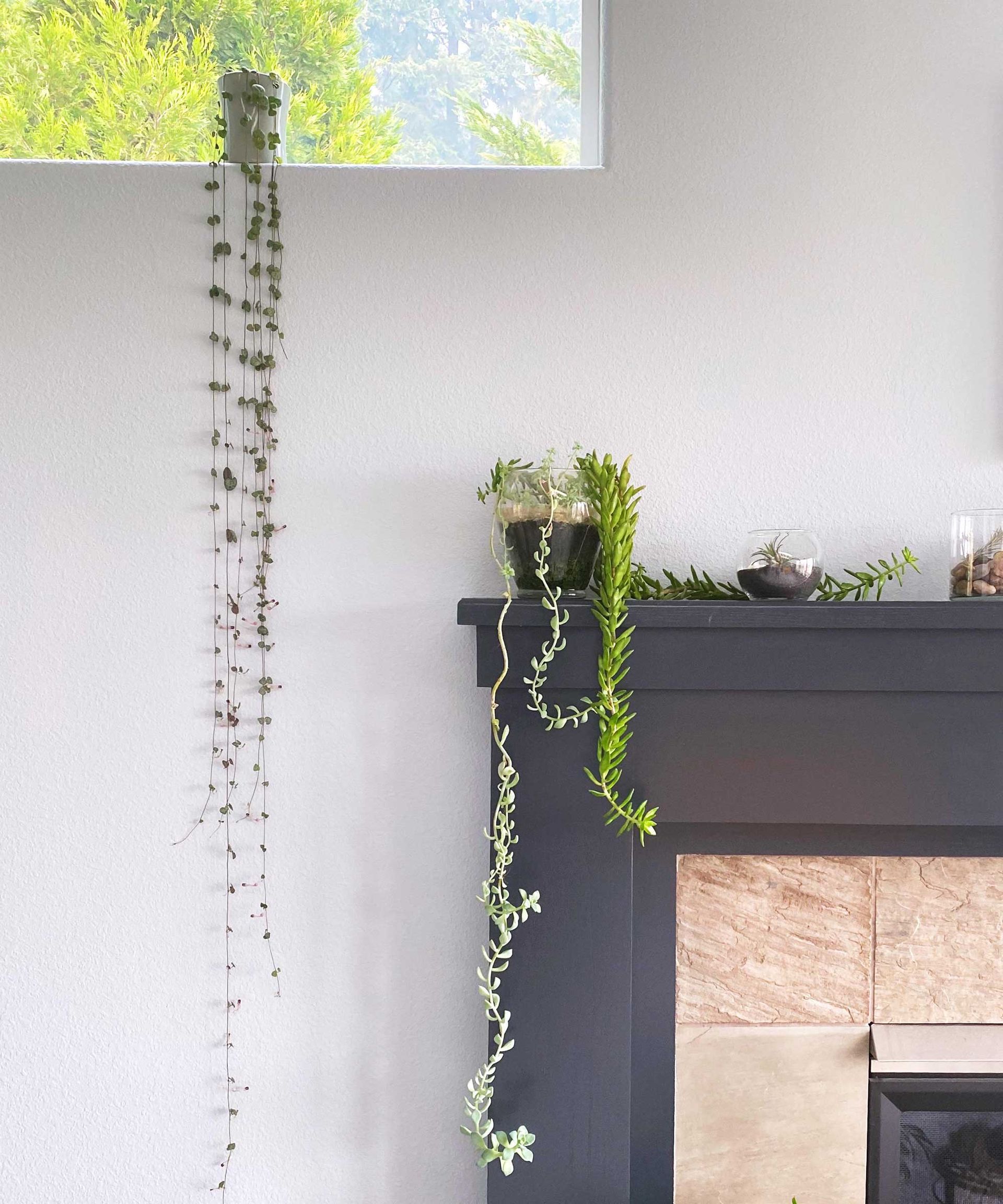 string of hearts on window ledge with other houseplants