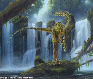 Troodon had one of the largest brain-to-body size ratios of any known dinosaur and it is believed to have been one of the most intelligent dinosaurs that ever lived. Its large, slightly forward facing eyes suggest that it was a nocturnal creature with exc