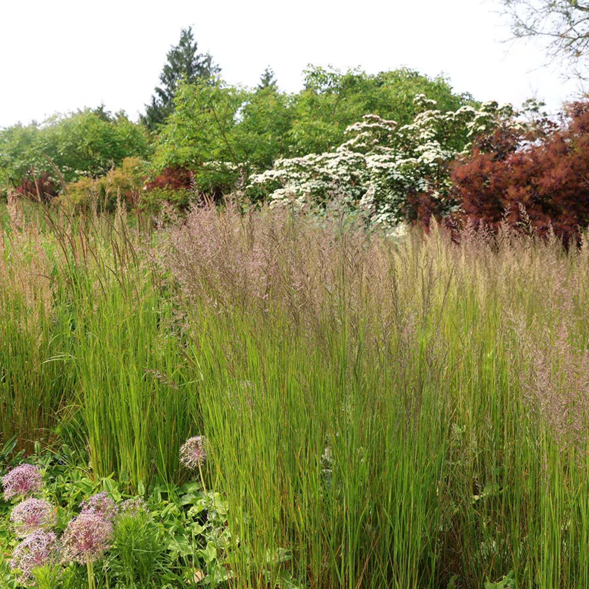 Calamagrostis ‘Karl Foerster’