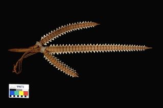 Gilbert Islands shark tooth weapon.
