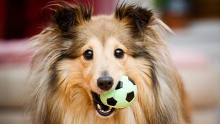 Shetland Sheepdog