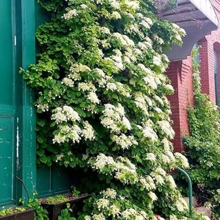 Vining Hydrangea Plant Live Climbing Vine Shade 4-5