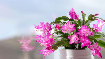 A Christmas cactus by a windowsill 