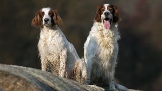 Red and White Setters pair