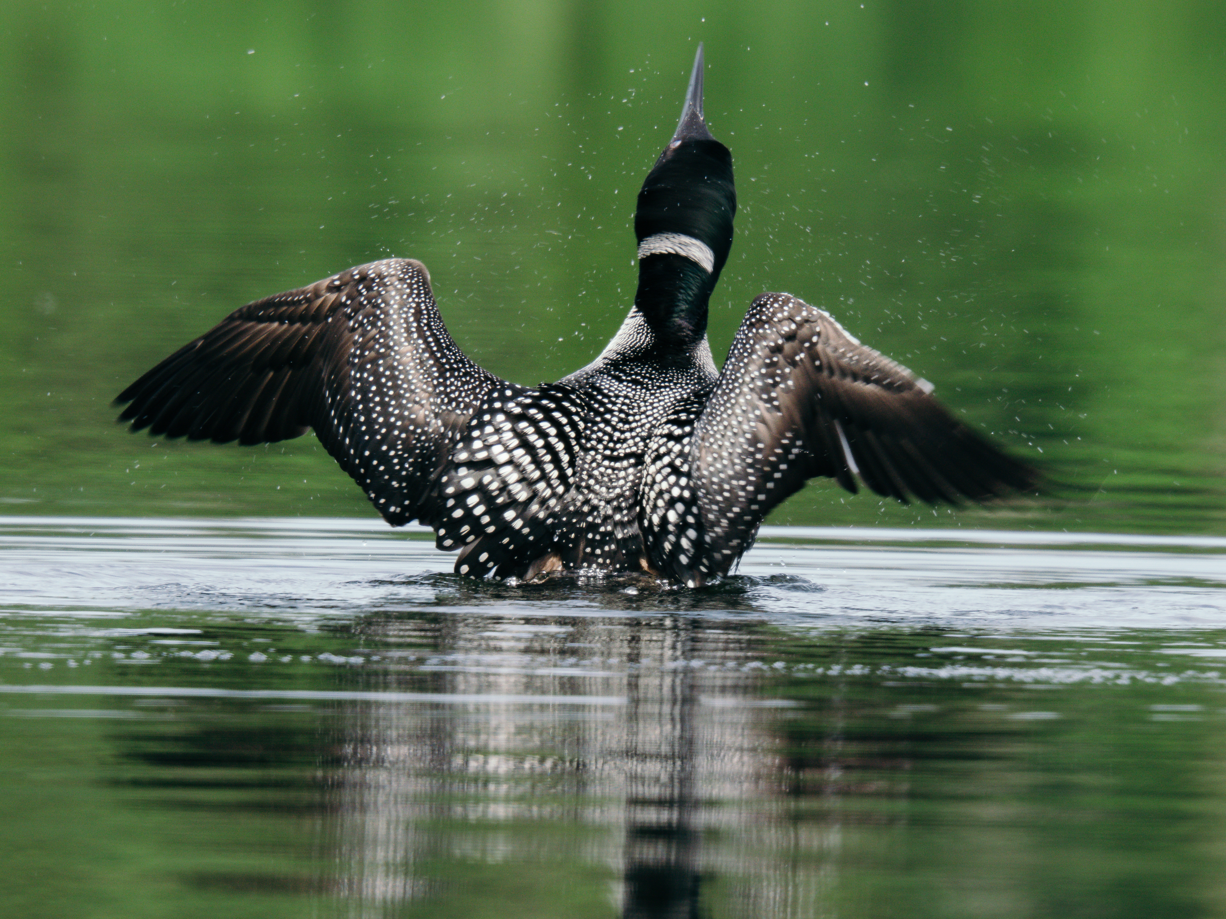 Wildlife photography of birds in a lake