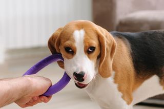 teething puppy tips