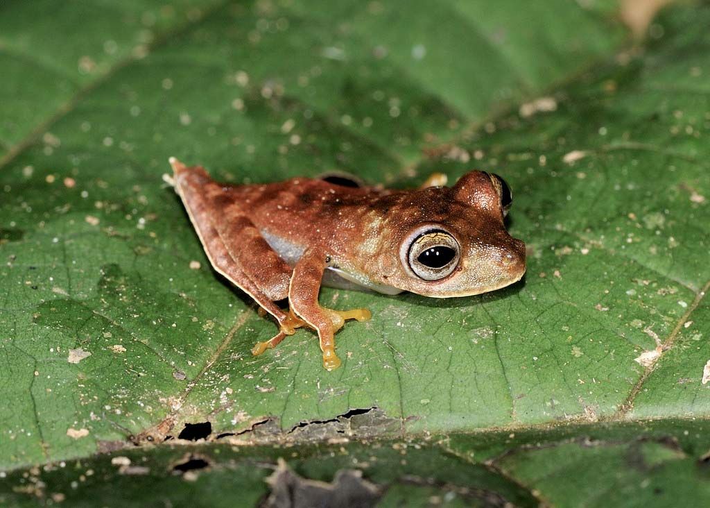 Nicknamed a cowboy frog, this possible new species (&lt;em&gt;Hypsiboas sp.&lt;/em&gt;) sports white fringes along the legs and a spur on its heel. 