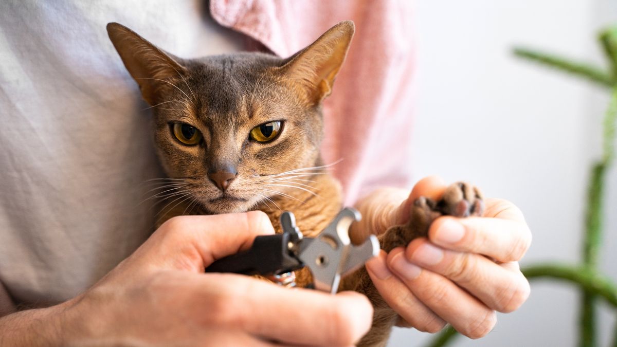 How To Trim Cat Nails  A Vet & Behaviorists Step By Step Guide