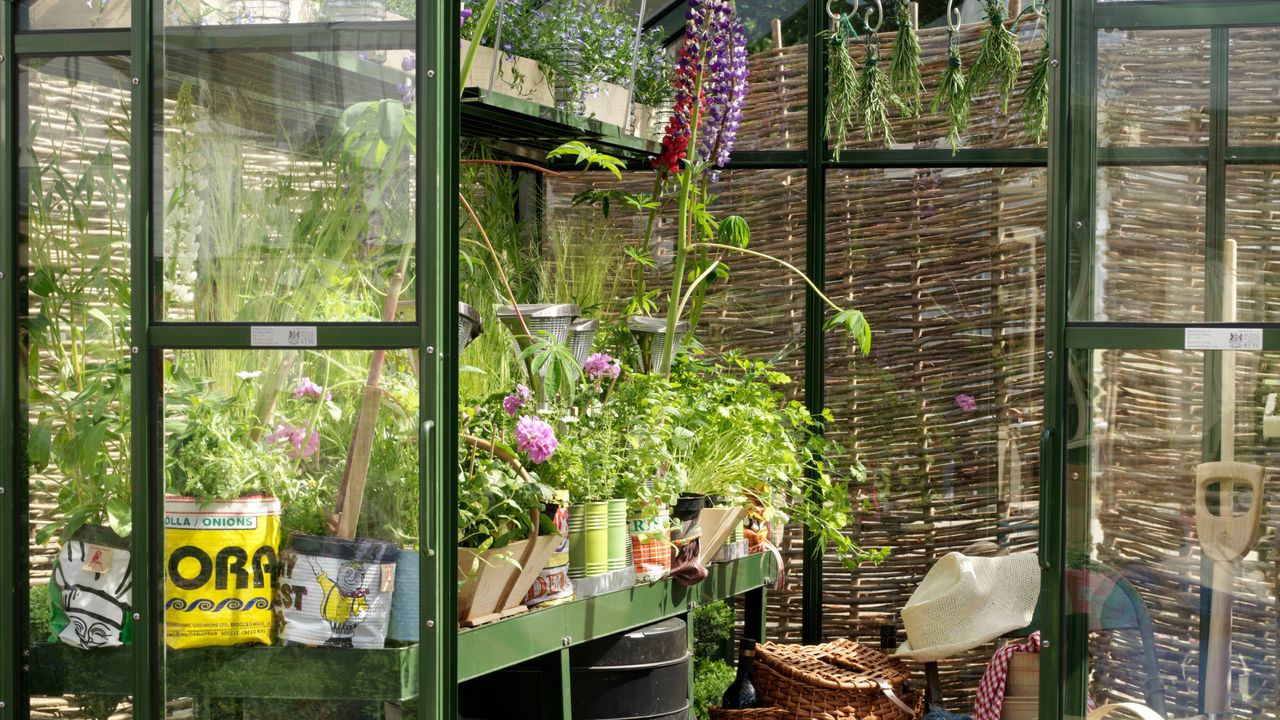 A greenhouse with growing plants and tools