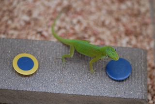 Lizard Solves Cogntive Puzzle