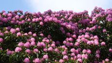 A rhododendron bush
