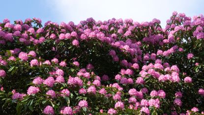 A rhododendron bush