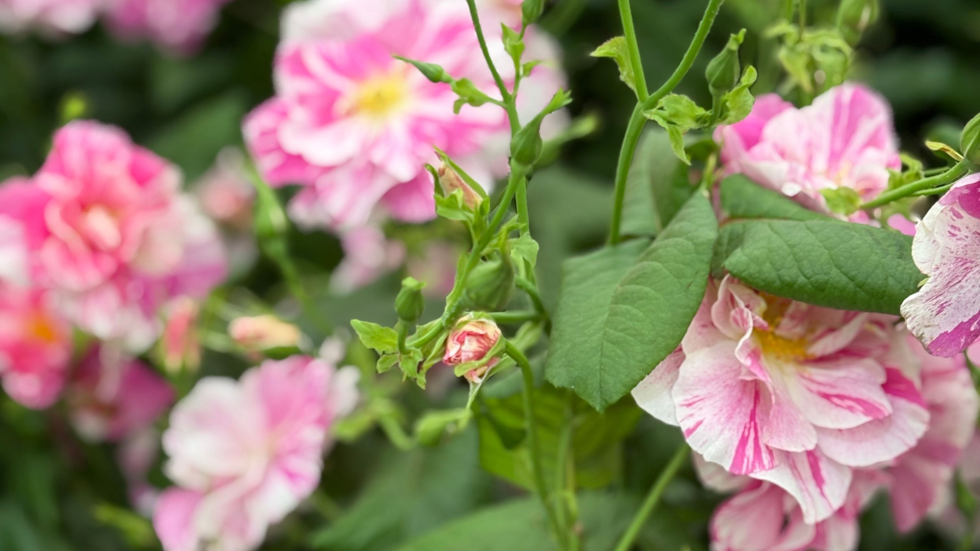 Patterned plants at RHS Chelsea (King's Rose)