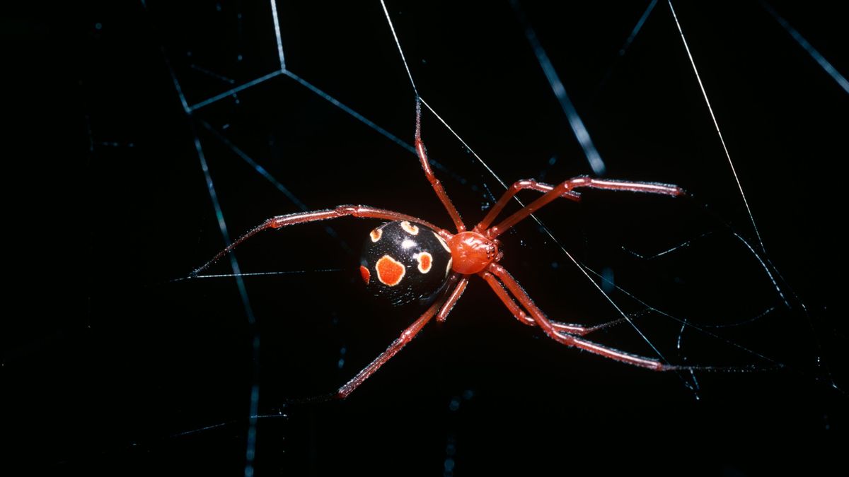 11-deadliest-spiders-live-science