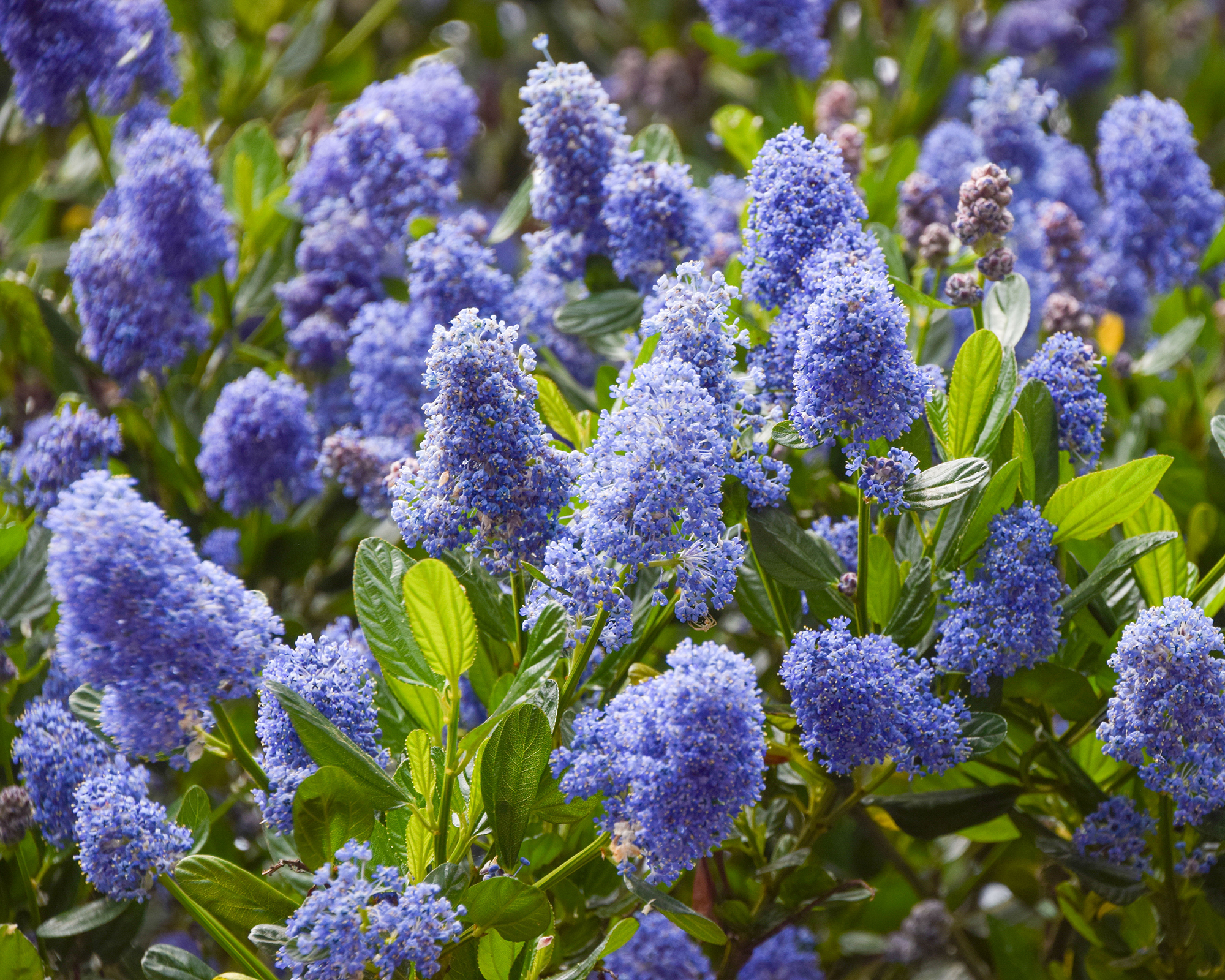 California lilac