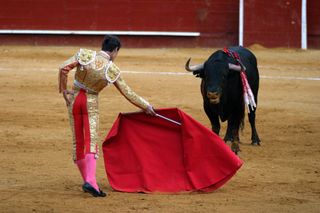 bulls charge red, red bulls, bull fights, matador, muleta, capote