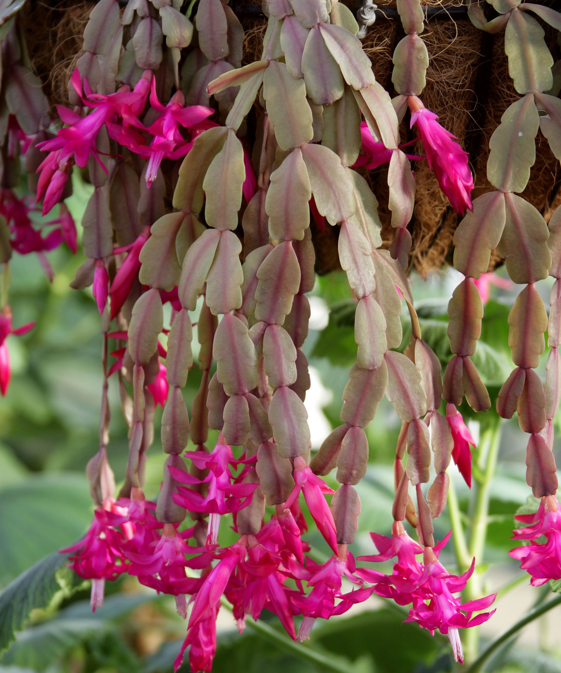Christmas cactus with pink flowers and purplish leaves
