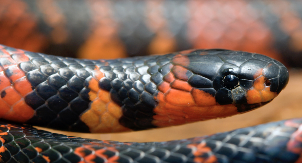 Shhh: A Gallery of Secretive Ground Snakes | Live Science