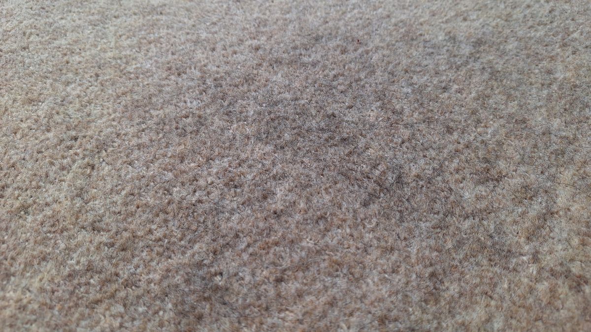 Loose tea on a carpeted floor after the suction test with Roborock Saros 20