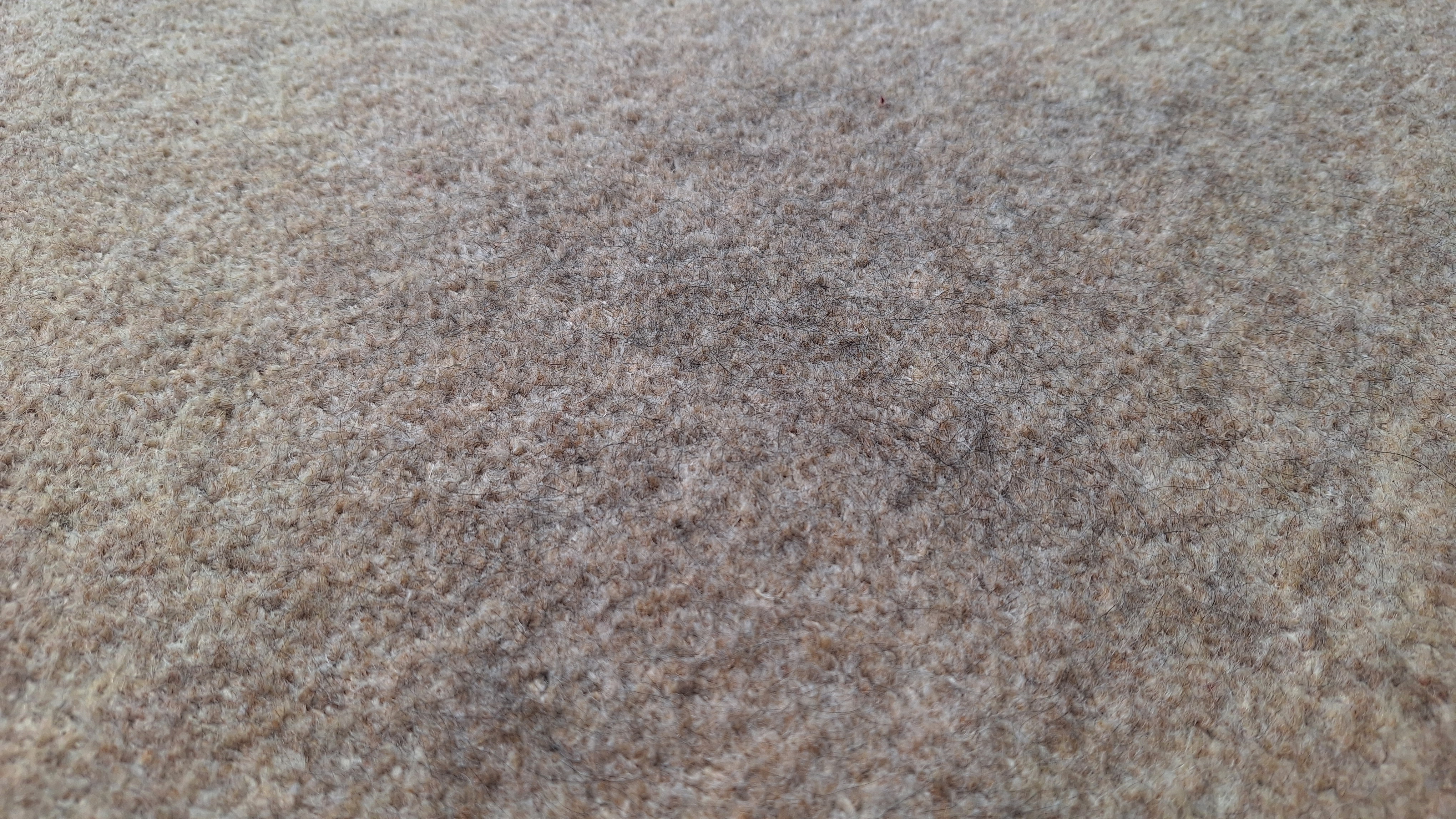 Loose tea on a carpeted floor after the suction test with Roborock Saros 20