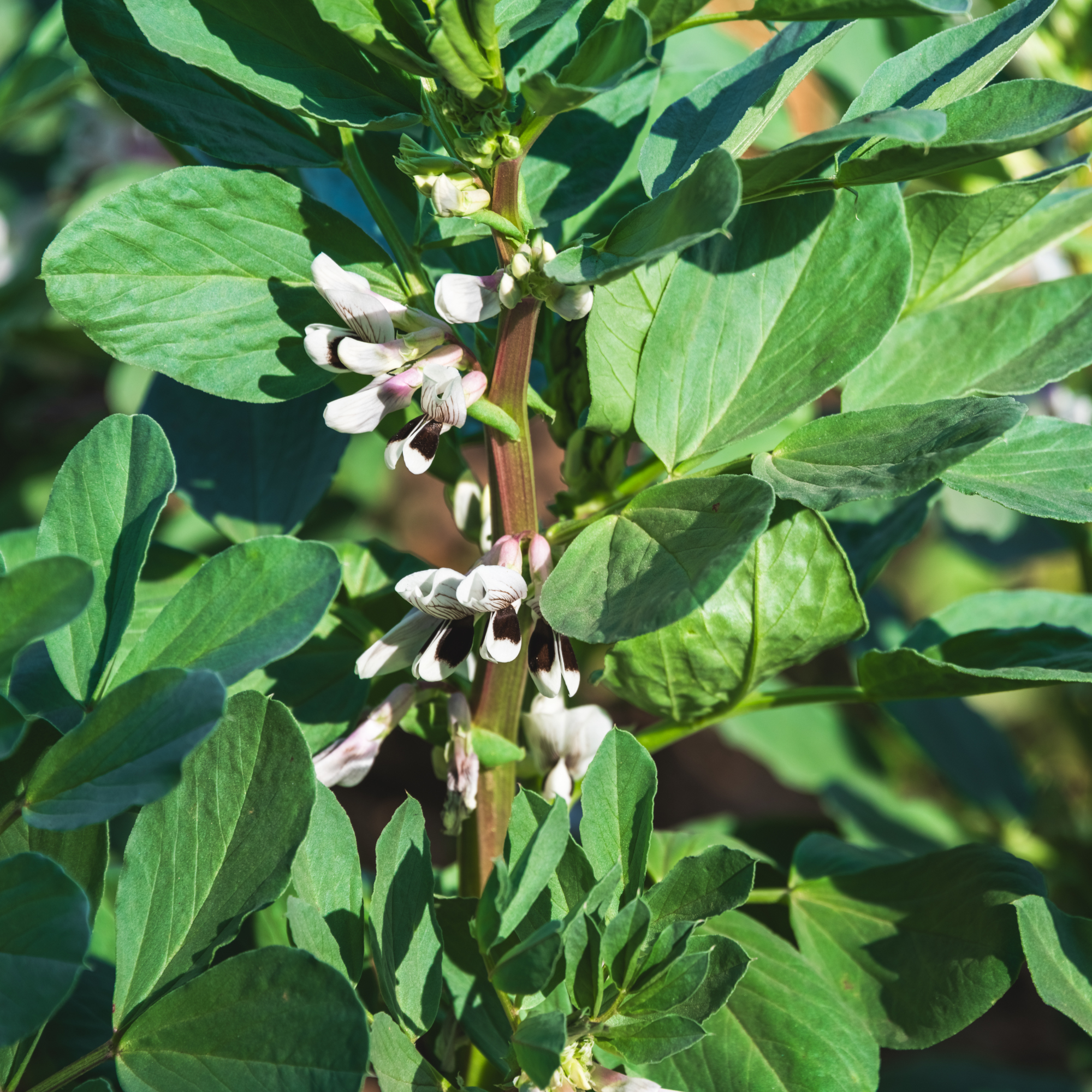 broad bean flowers - jia yu - GettyImages-2231130261
