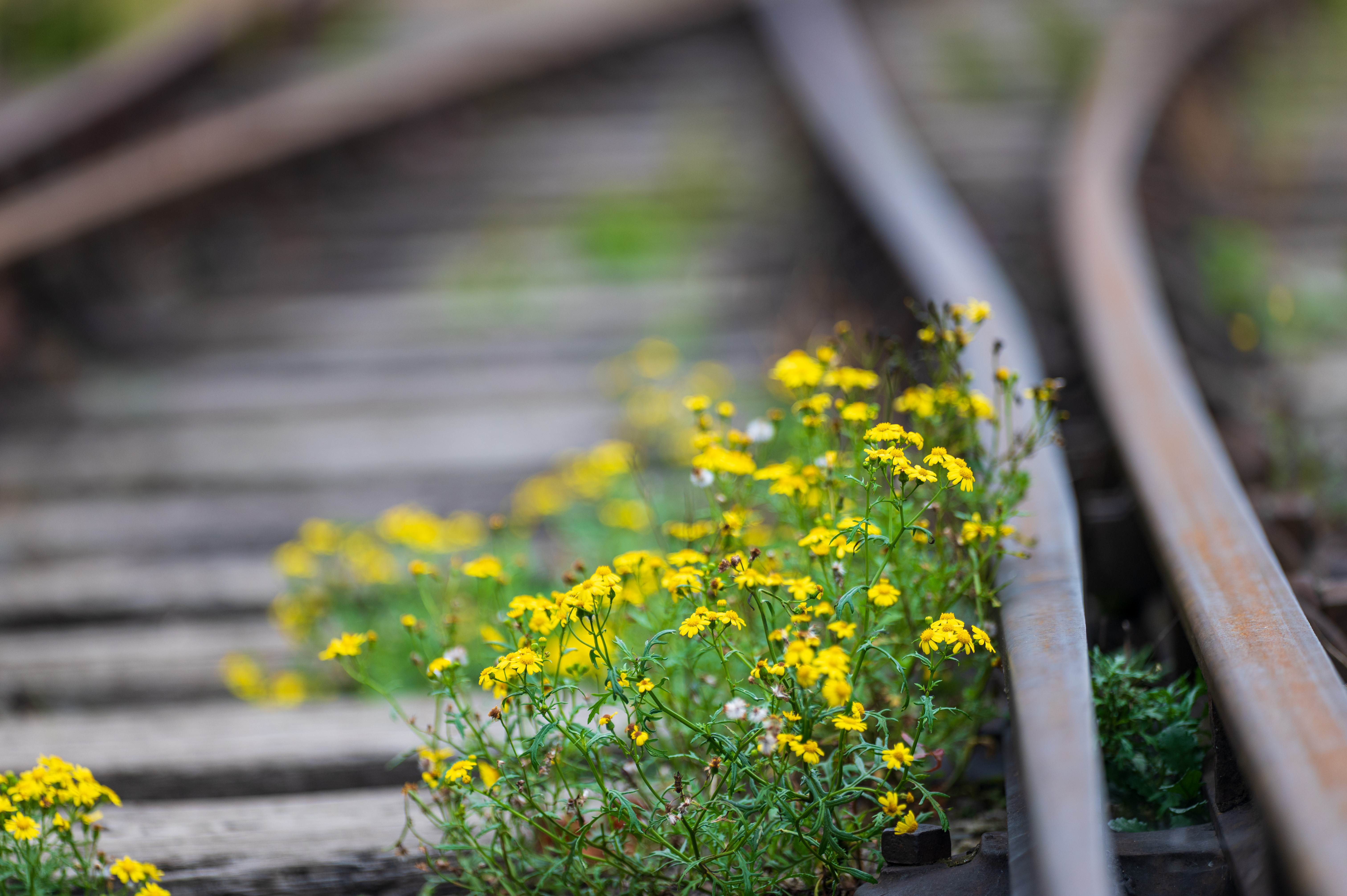 Laowa 200mm f/2 AF FF example shot