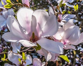 Close-up of Magnolia grandiflora bloom