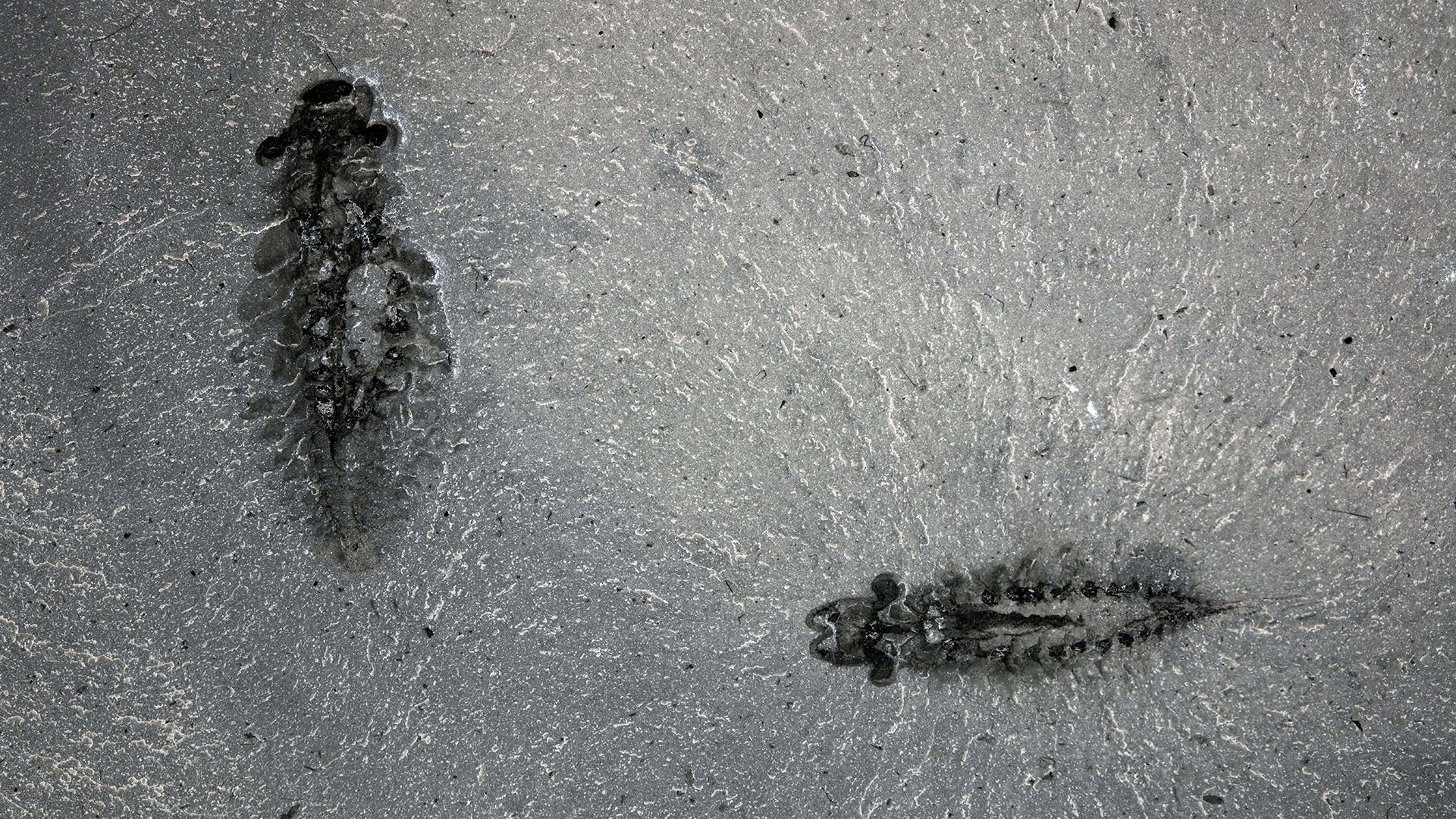 A pair of Stanleycaris hirpex fossil specimens, ROMIP specimen 65674.1-2.