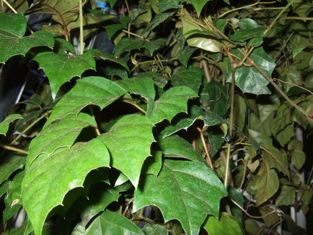 Grape Ivy Plants