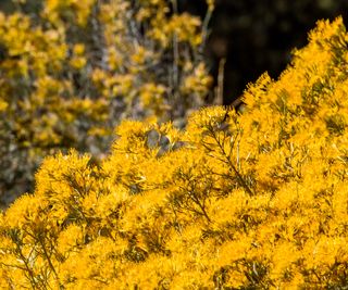 flowering rubber rabbitbrush shrub