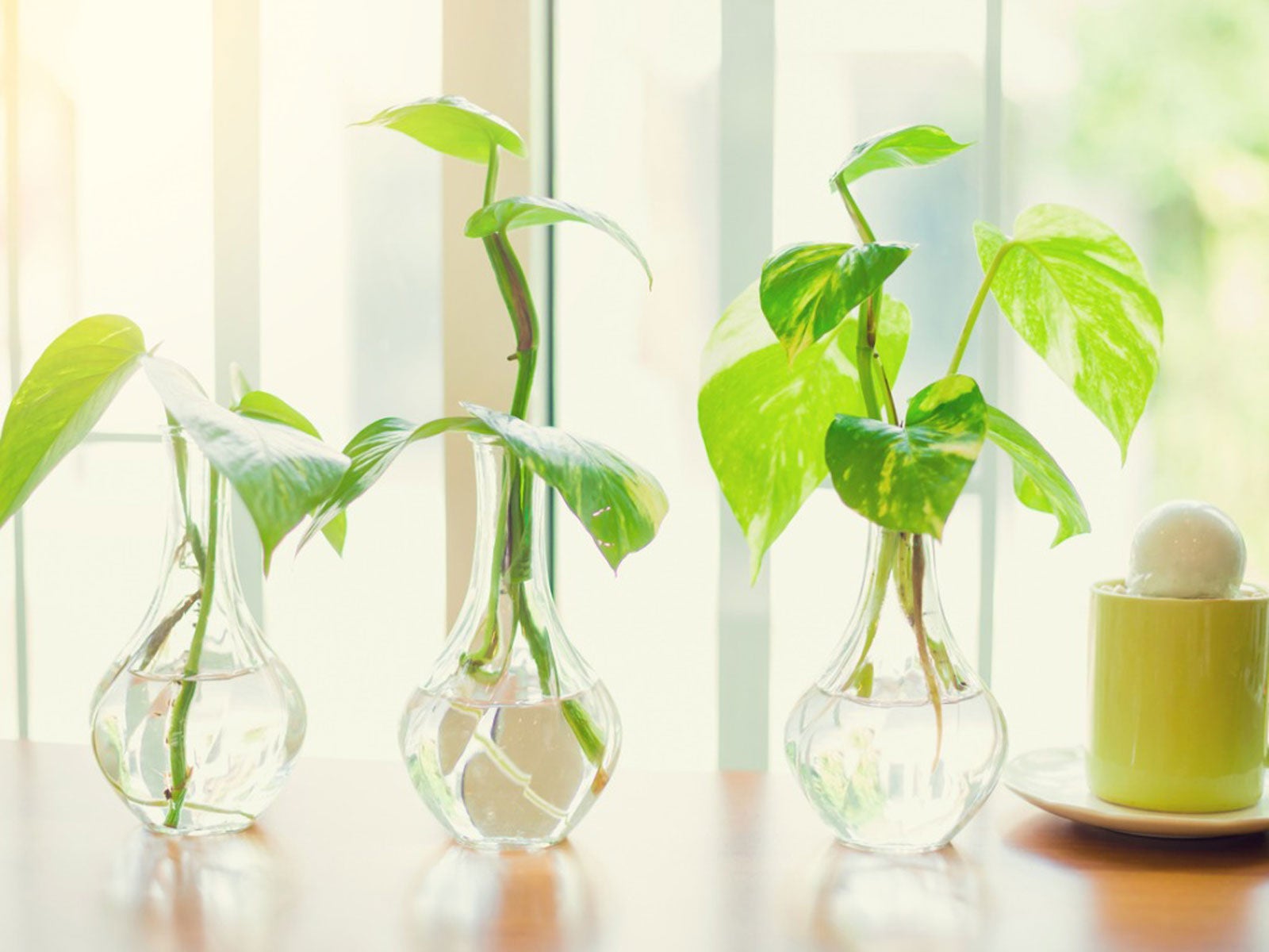 How to Propagate Pothos - Pothos Growing Guide