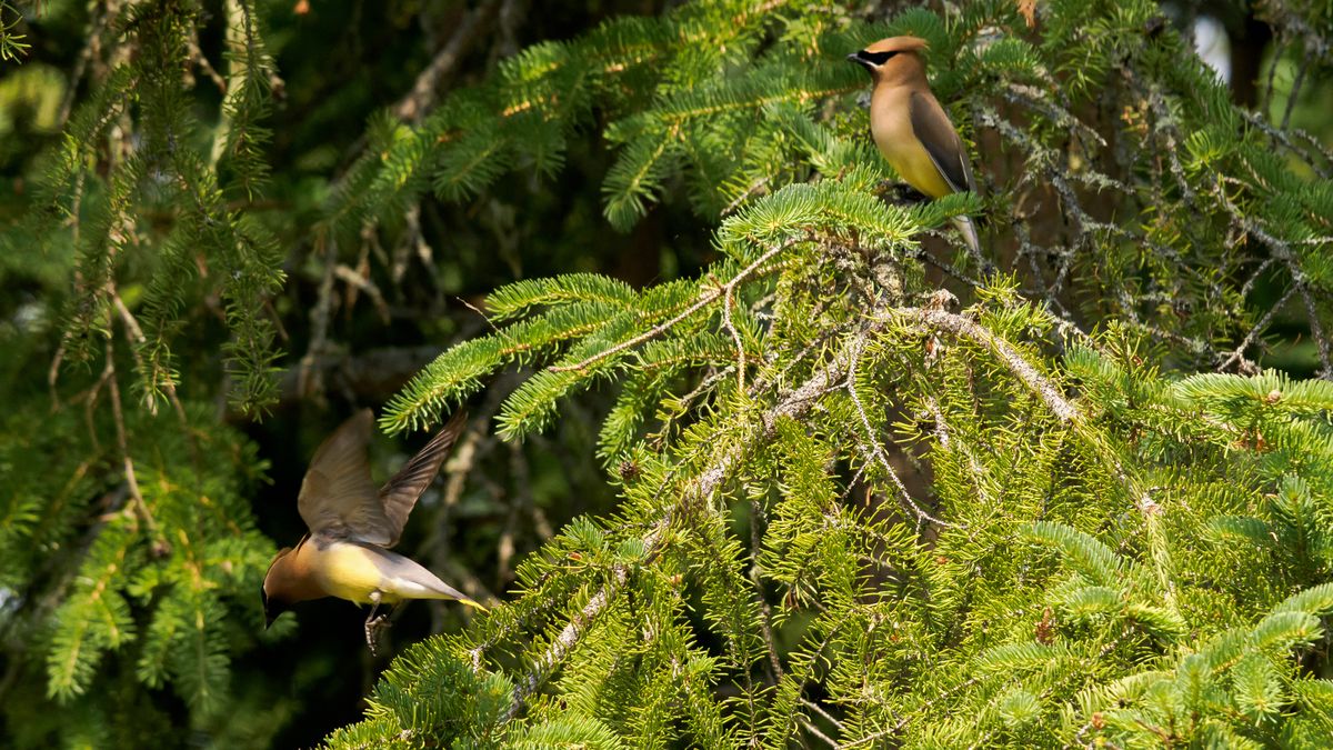 Cedar Waxwings feasting on bugs