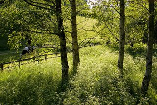 GREAT BRITAIN - JUNE 02: Cow in Oxfordshire field, Swinbrook, England, United Kingdom (Photo by Tim Graham/Getty Images)