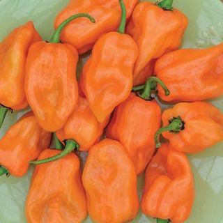 Pepper, Hot, Habanero