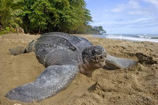 leatherback sea turtle longest journey