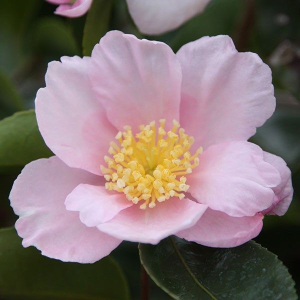 Camellia sasanqua &#039;Plantation Pink&#039;