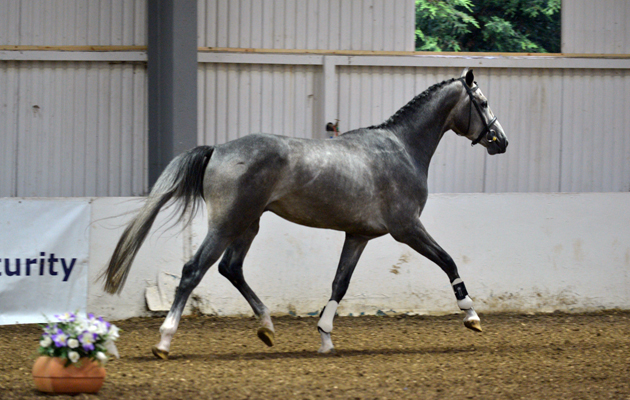 Quinlan Z (Quinar x Contender)