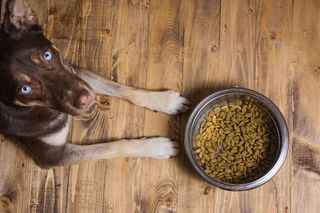 A dog sitting next to a food bowl