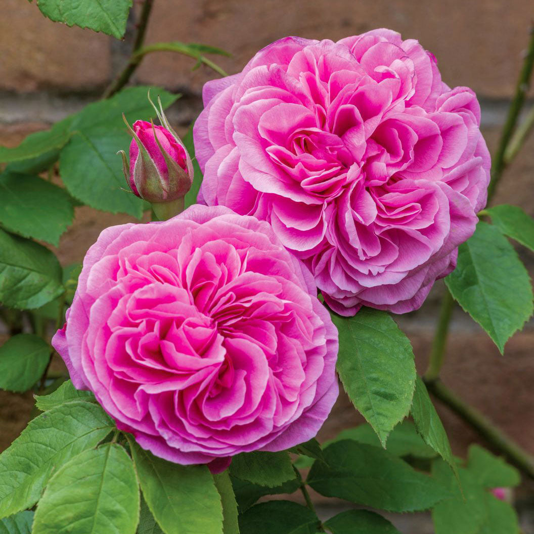 David Austin&amp;reg; Gertrude Jekyll&amp;reg; Rose Shrub