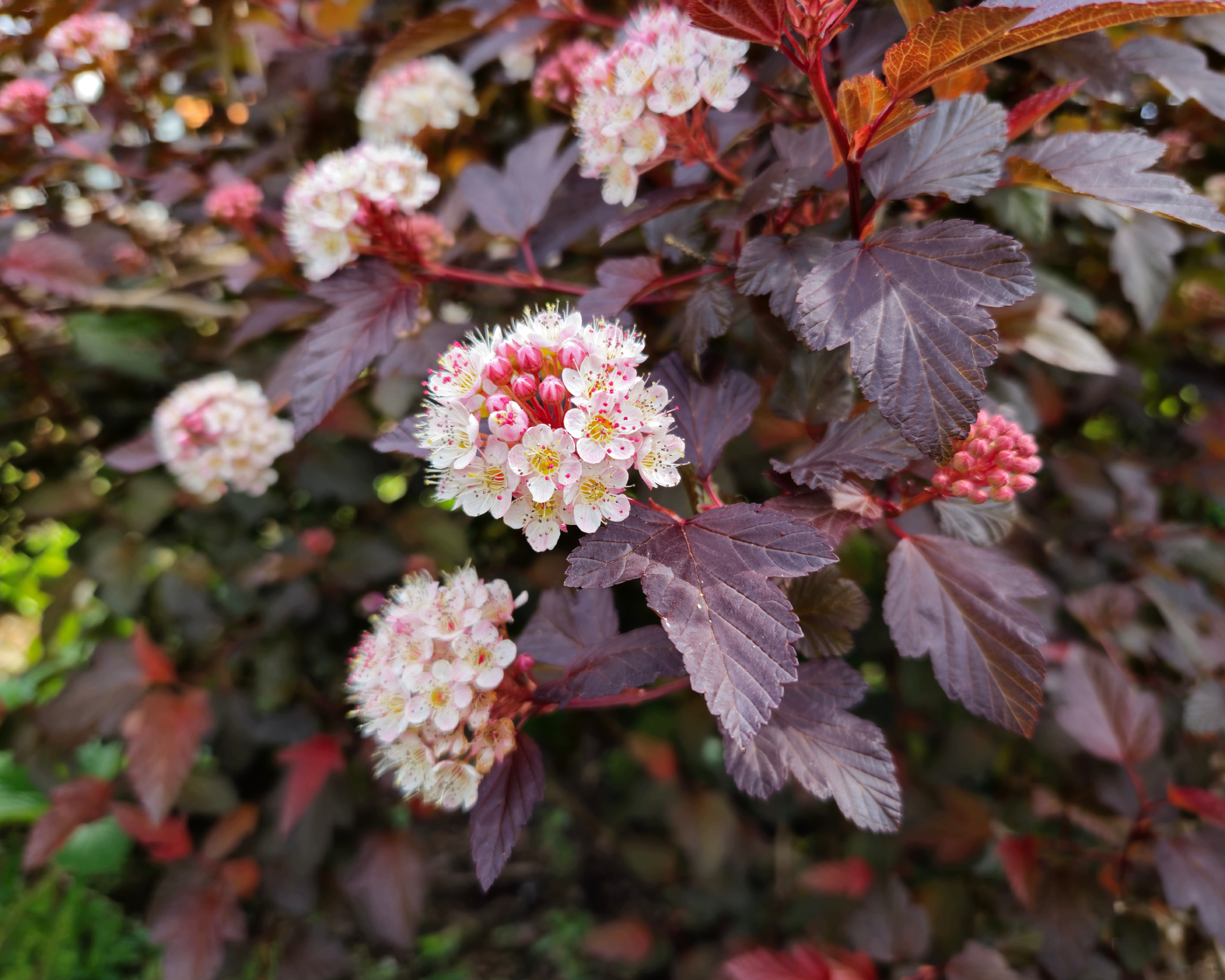 Dark red leaves on ninebark flowering shrub