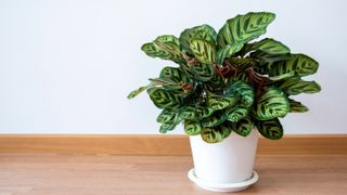 Calathea