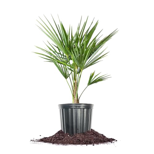 Windmill Palm in 3 Gal. Grower's Pot | Cold Hardy Tropical Tree | Low Maintenance | Drought Tolerant