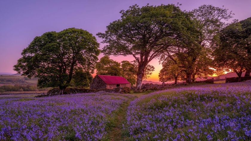 A vibrant sunset illuminates a peaceful scene with a red-roofed cottage surrounded by blooming bluebell flowers and lush green trees