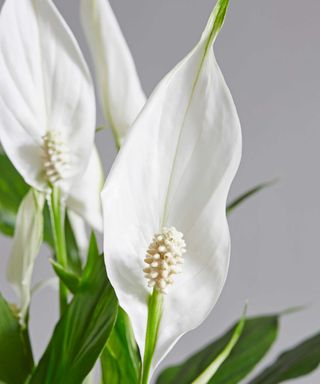 Close-up of white peace lily flowers on pale gray background