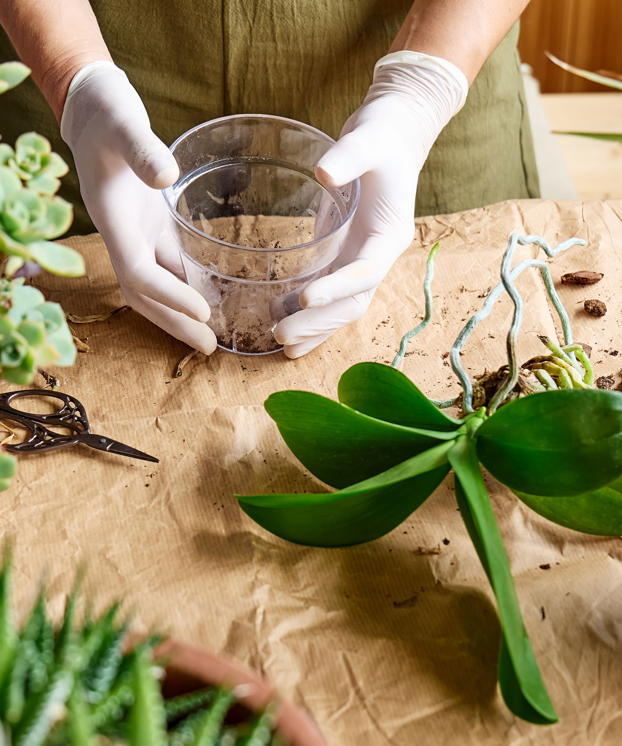 preparing a new pot for replanting an orchid