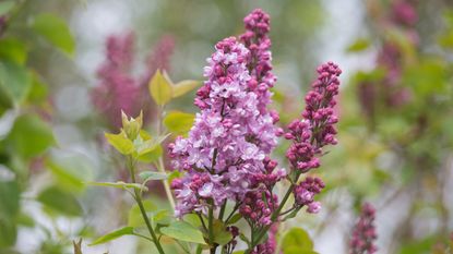 Close up of blooms on a lilac bush