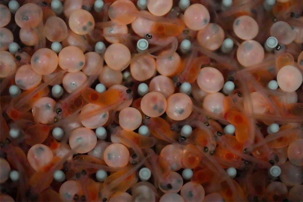 Fish eggs.